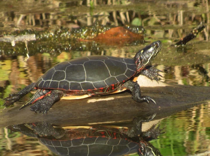 Midland Painted Turtle
